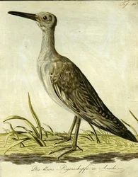Snipe americano pequeno, 1793 (gravura handcoloured)